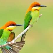 2 بیمه SoS کمک رسان بهرام نباتی 3