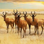 3 بیمه SoS کمک رسان بهرام نباتی 2