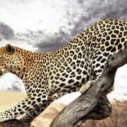 4 بیمه SoS کمک رسان بهرام نباتی 1